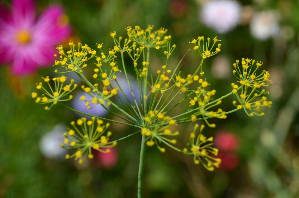 Pointed flower wild herbs nature