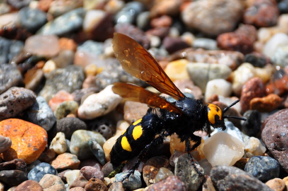 Nature macro hornet
