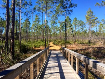 Tall bridge path photo