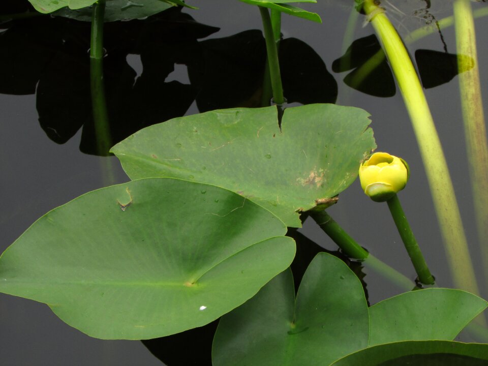 Swamp river nature
