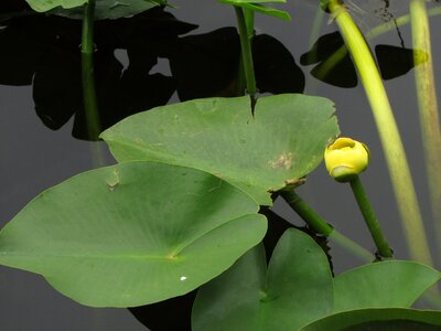 Swamp river nature
