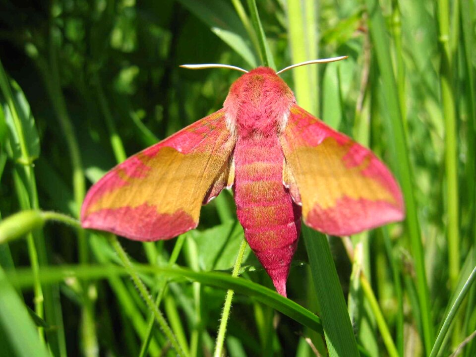 Owls insect butterfly