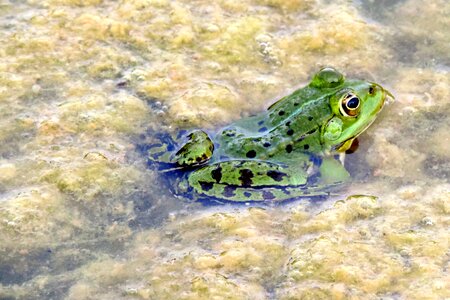 Pond green frog water
