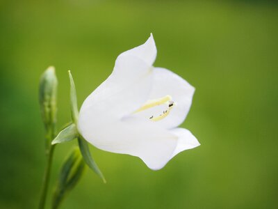 White flower platycodon grandiflorus photo
