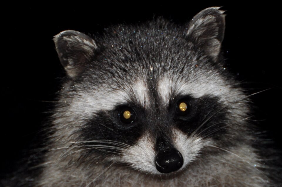 Masked wildlife cute