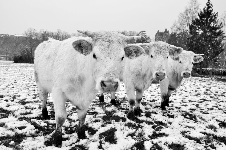 Field cattle animals