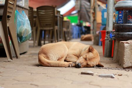 Sleeping brown sleeping photo