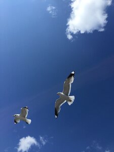 Seagulls finland blue sky