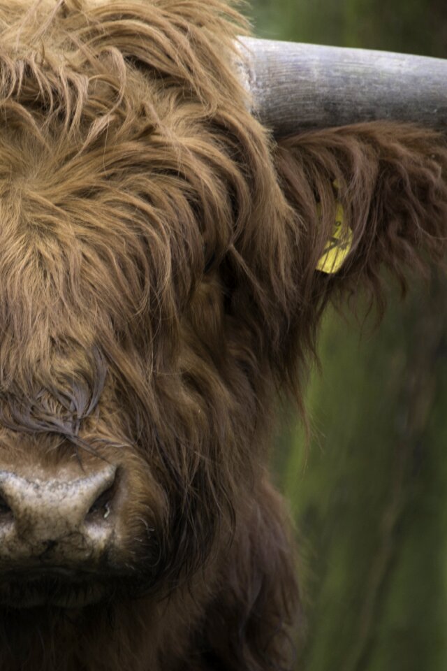 Cow cattle forest