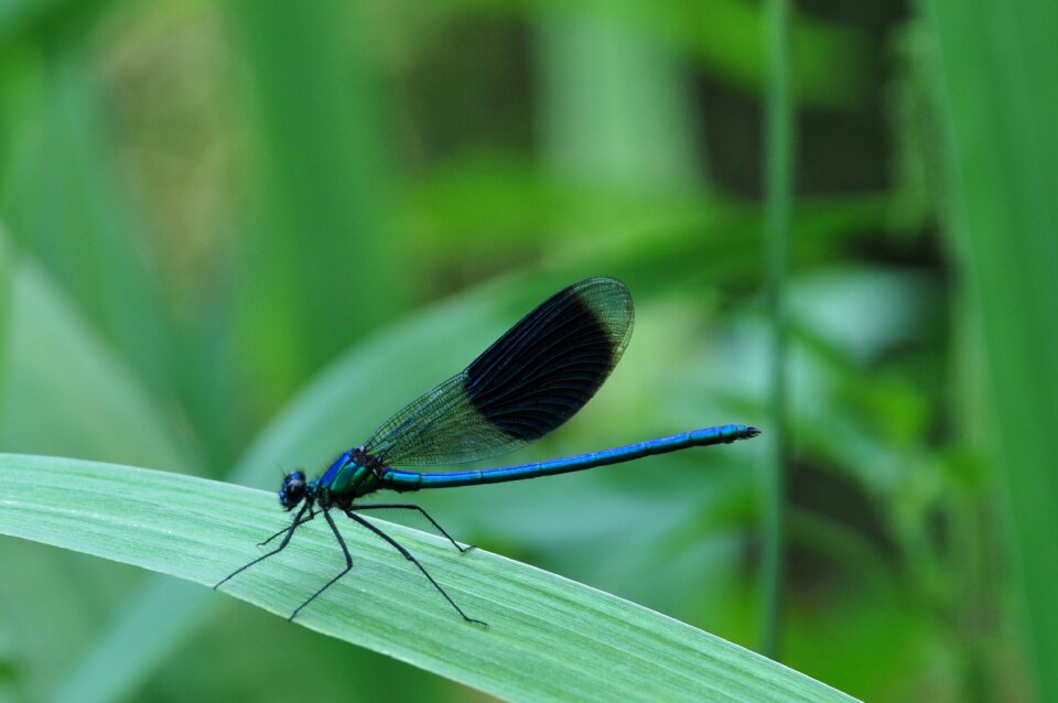Garden macro mare