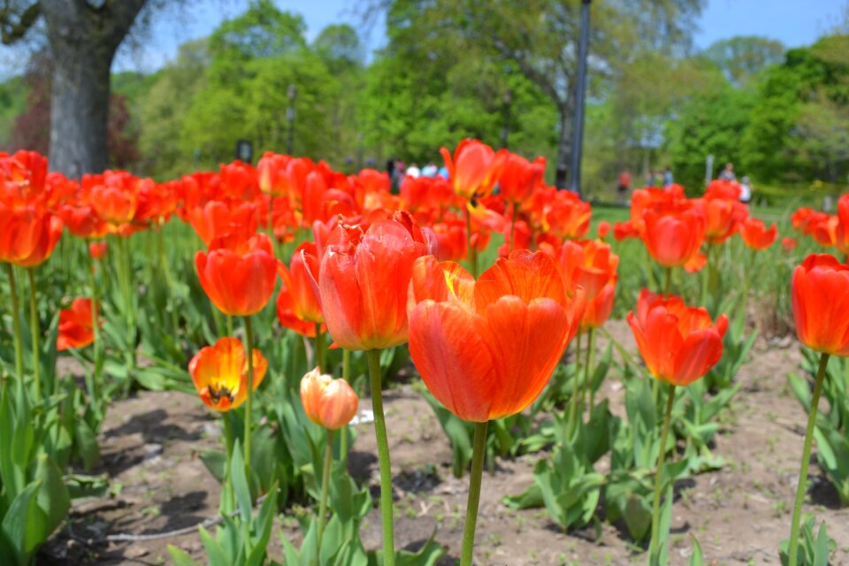 Nature spring orange