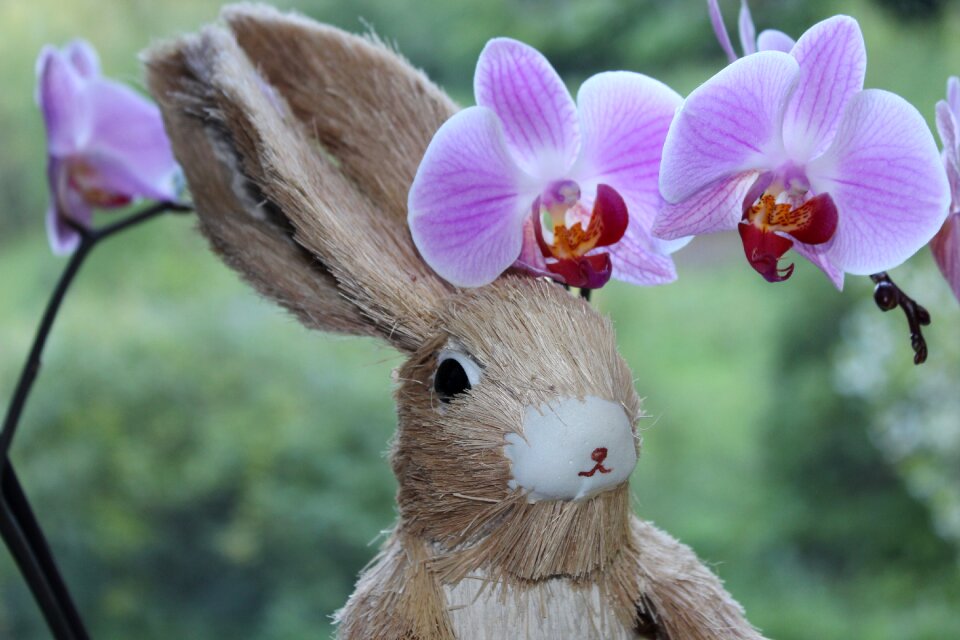 Animal orchis easter