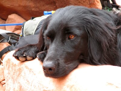 Retriever pet sad photo