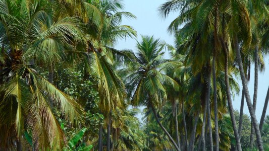 Coconut tree