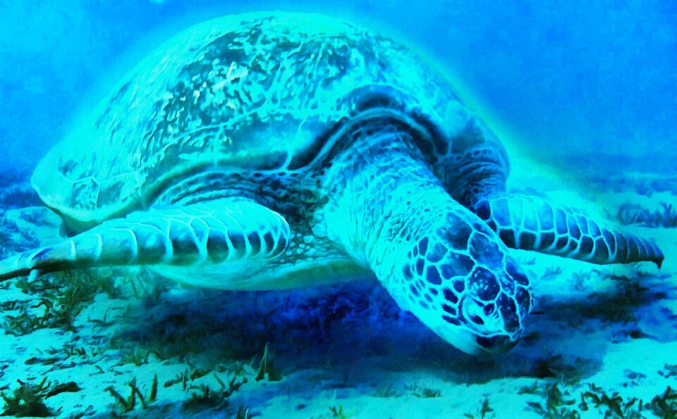Animals giant tortoise tamar project