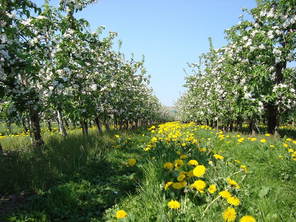 Spring apple tree meadow
