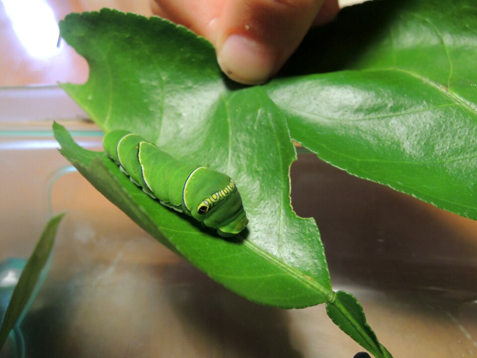 Pet insect butterfly