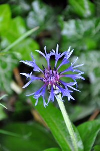 Nature violet wild flower