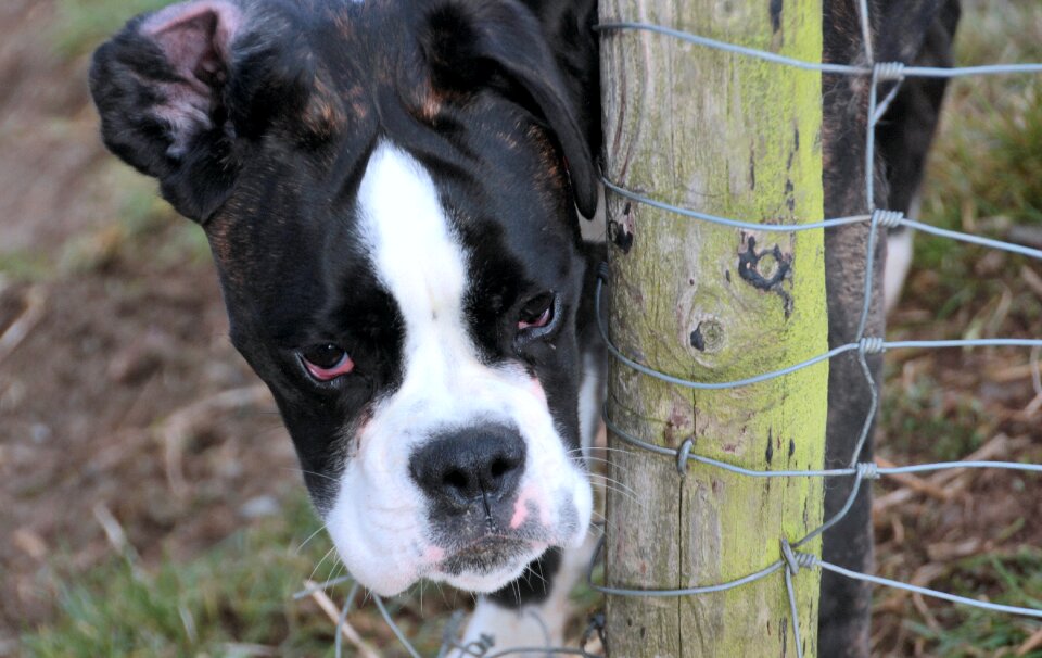 Animal dog look curious photo