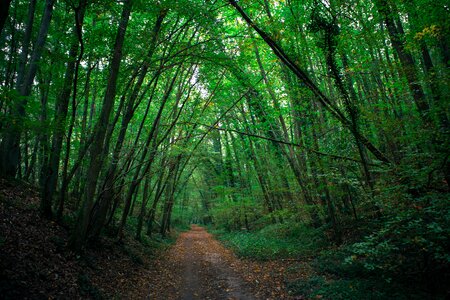 Path camber dark