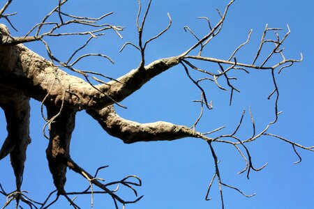 Baobab bottle tree monkey bread