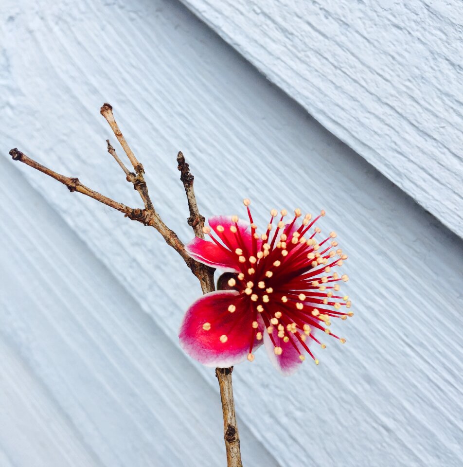 Pink blossom spting brench