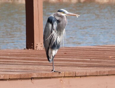 Lake feather beak