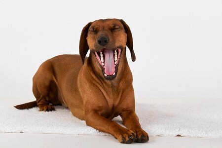 Bavarian mountain welding dog white tongue