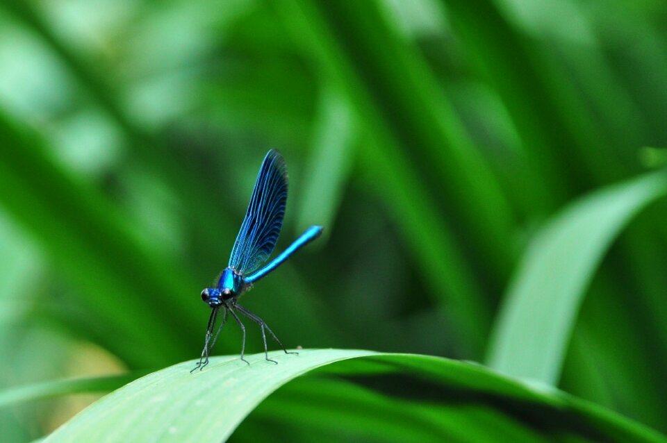 Garden macro mare