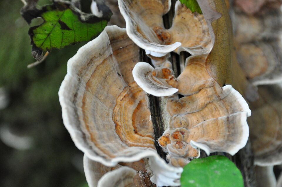 Forest fall fungus