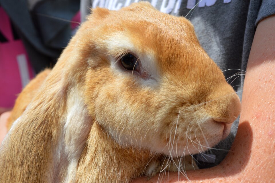 Funny animals rabbit ginger fur