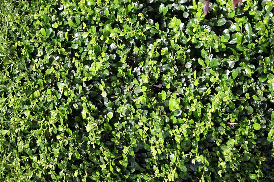 Natural botanical organic