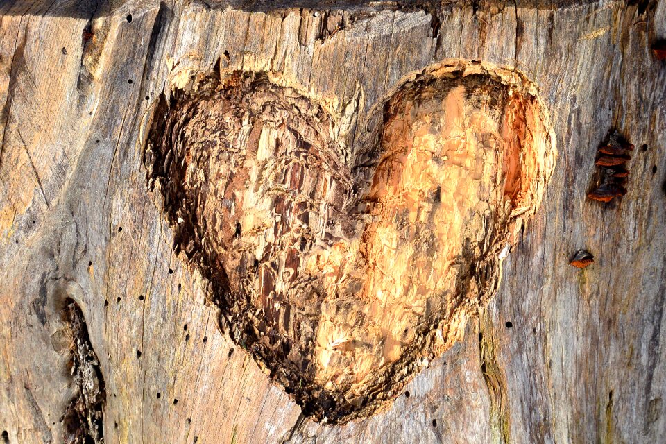 Engraved wood log