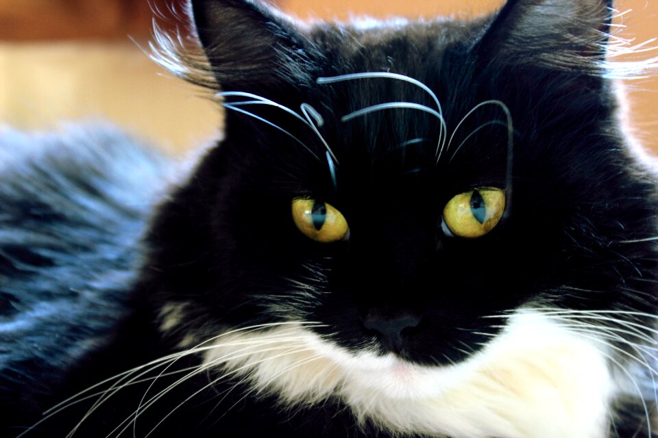 Pet the domestic cat black and white