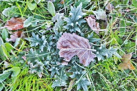 Plant nature frost photo