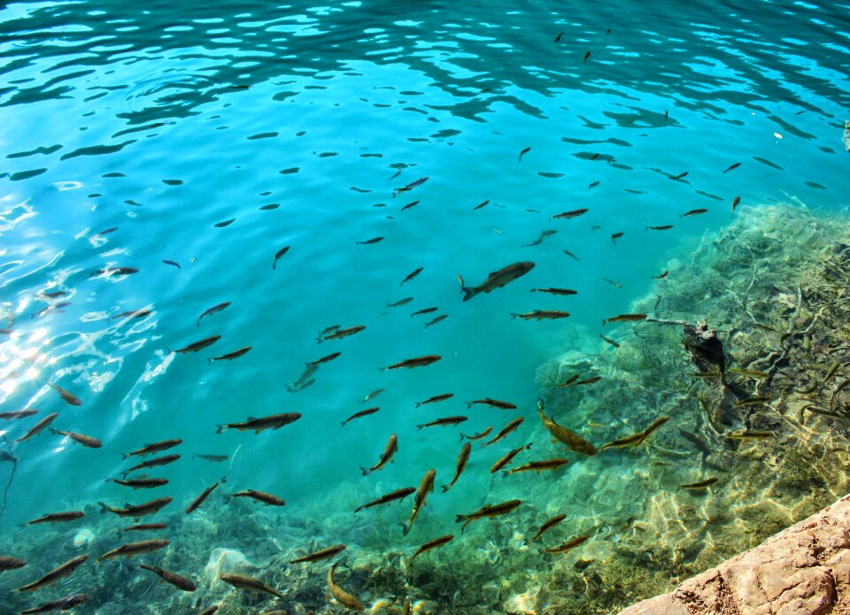 Clear water wildlife marine