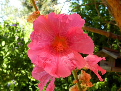 Garden pink flower photo