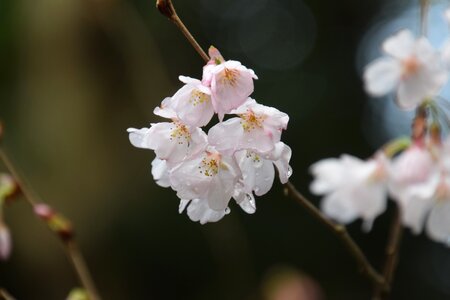 Nature flower