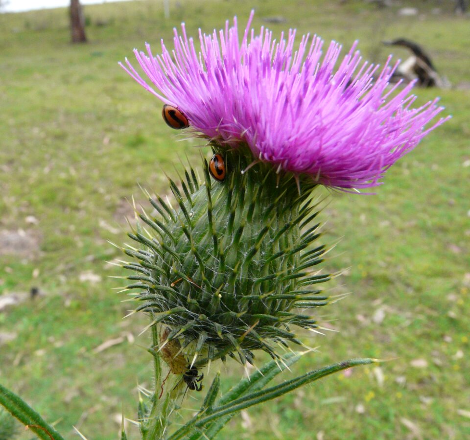 Bug nature insect