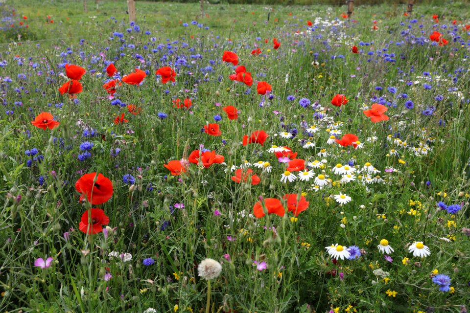 Summer field natural