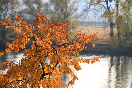 Cherry tree leaves colorful photo