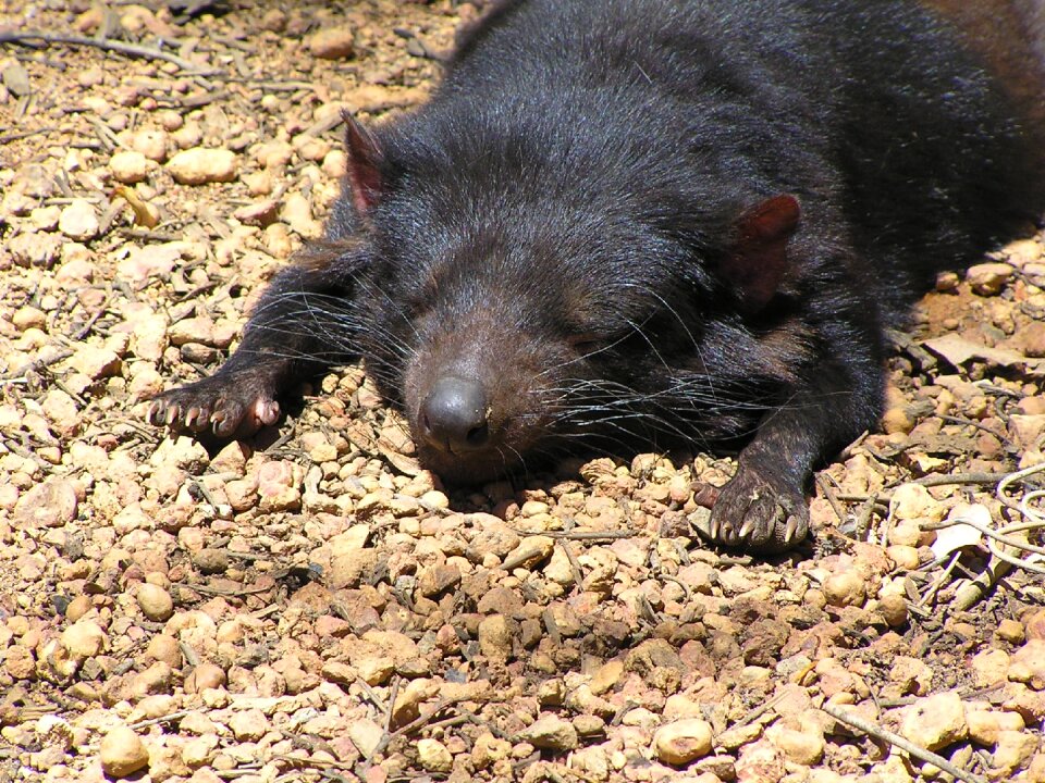 Animal nature endangered
