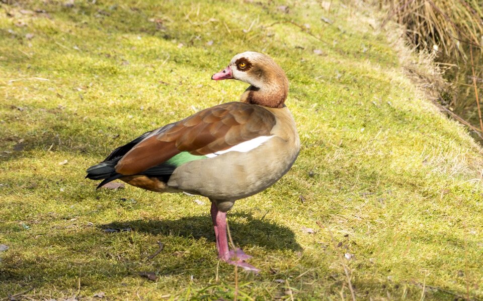 Fasanerie duck bird breeding bird