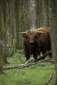 Cow cattle forest photo