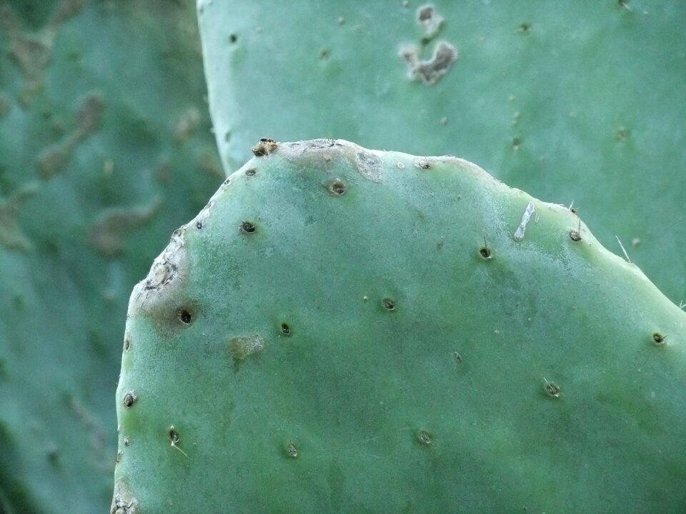 Botanical succulent botany