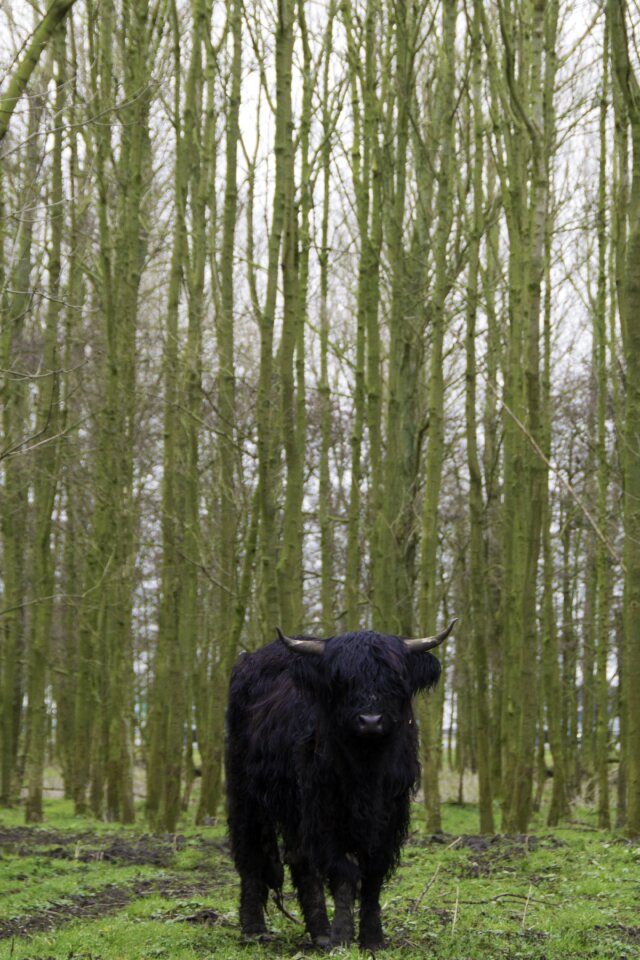 Cow cattle forest