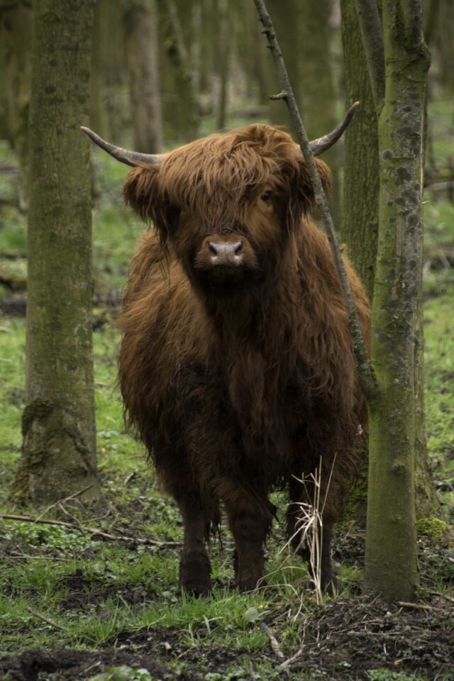 Cow cattle forest