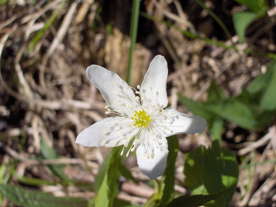 Plant natural blossom