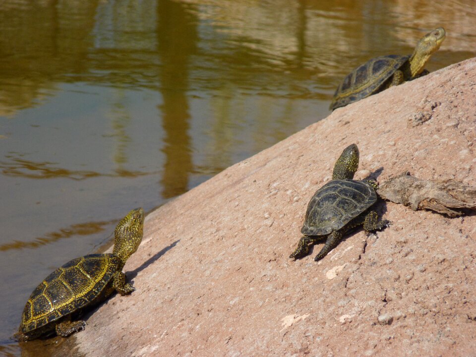 Reptile carapace animal
