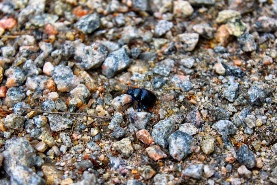 Insect black beetle